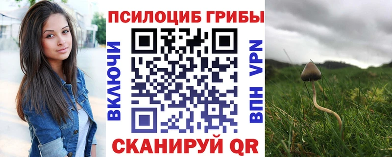 как найти закладки  Сунжа  Псилоцибиновые грибы Psilocybine cubensis 